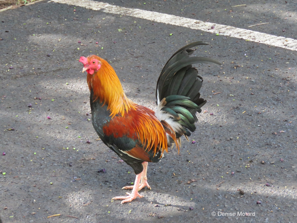 RED JUNGLEFOWL