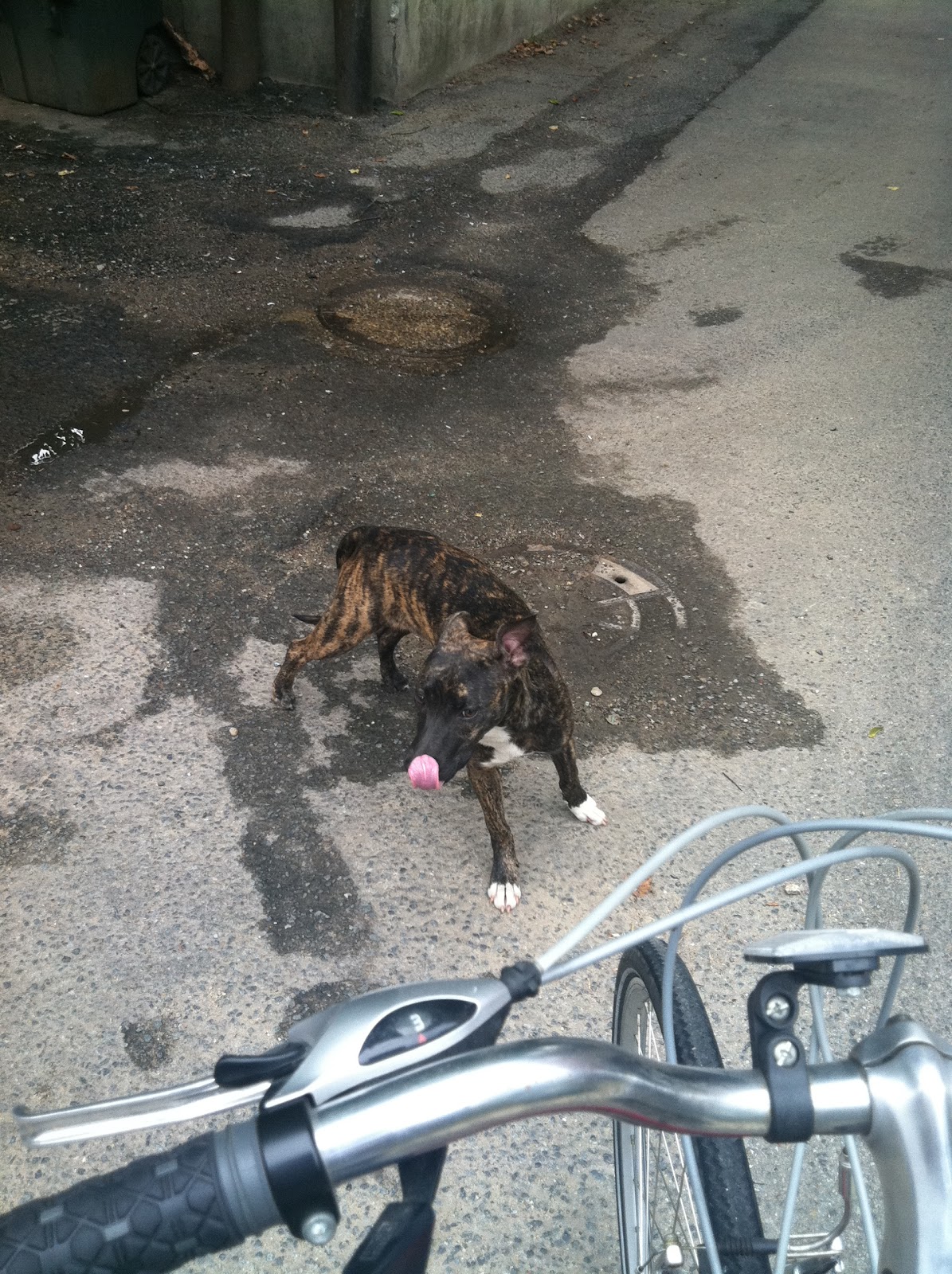 bloomingdale unattended dog spotted in the alley betweens the unit