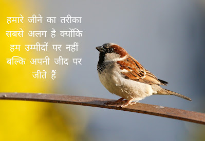 Ummeed Images Shayari