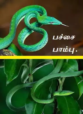 Common Green Vine Snake