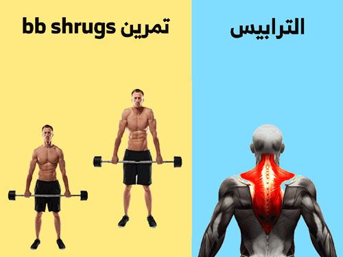 تمارين عضلات الظهر