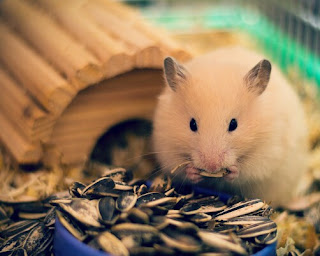 Penyebab dan Cara Mengatasi Agar Hamster Tidak Bau