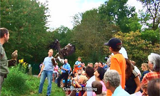 Greifvogel-Training