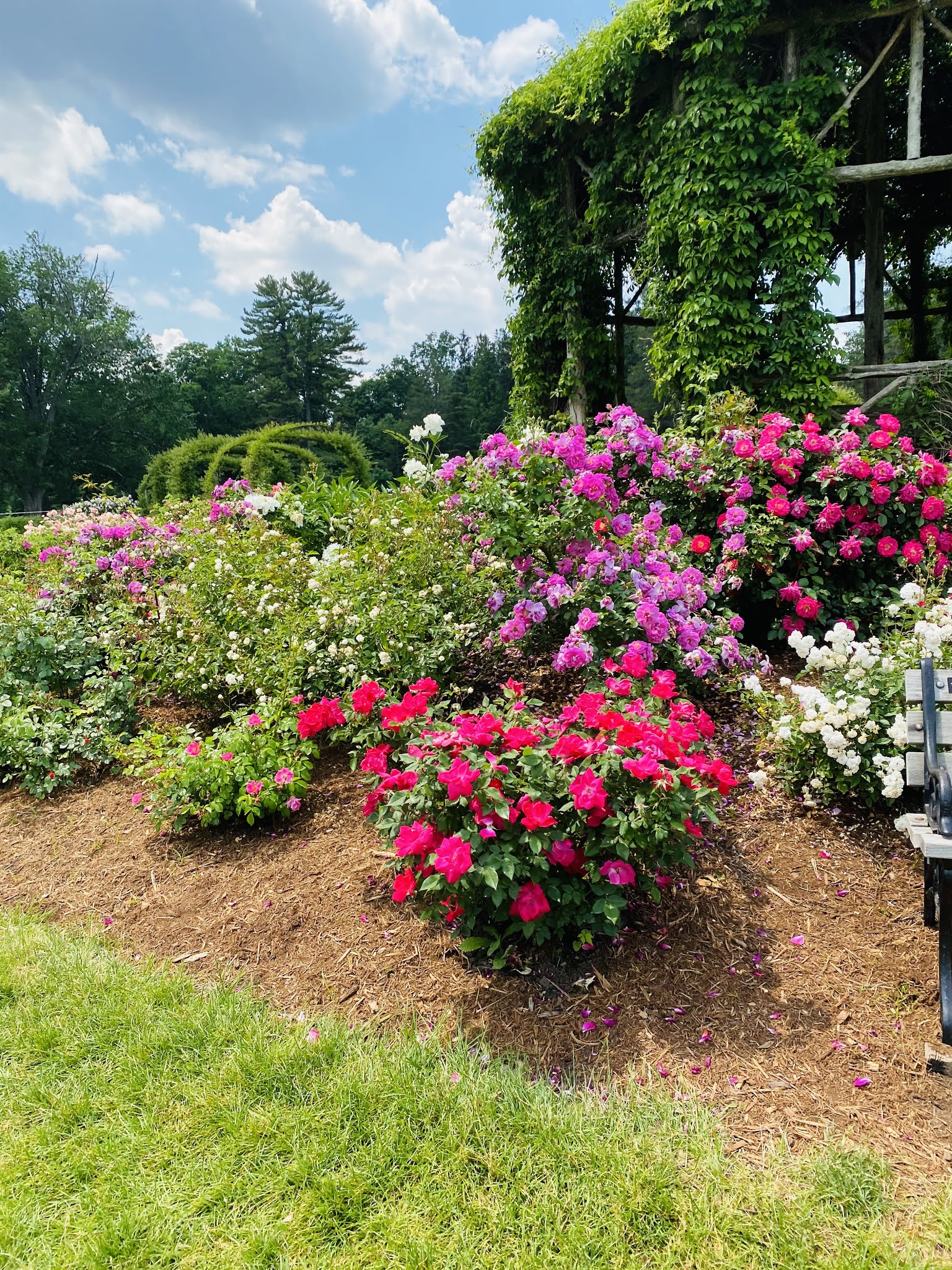 The Rose Garden 2021 Simply Tasheena