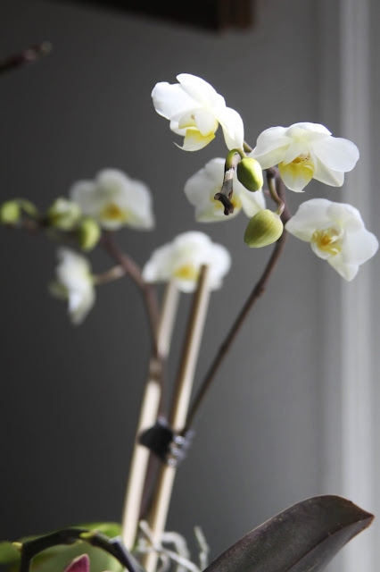orchids, moth orchids, phalaenopsis, white orchids, Anne Butera, My Giant Strawberry