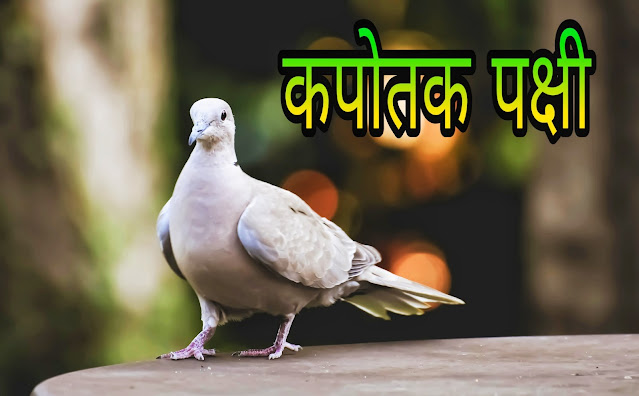 Dove Bird Information In Hindi