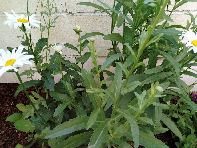Margarita mayor (Leucanthemum vulgare o Chrysanthemum leucanthemum).