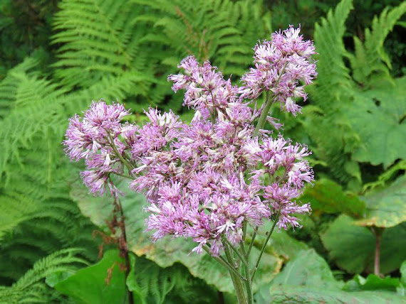 Miłosna górska (Adenostyles alliariae) milosna