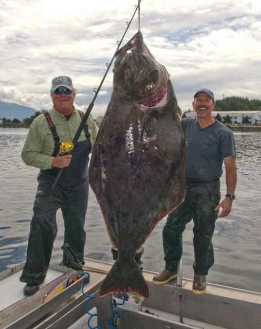 International Fishing News ALASKA huge 270 pound halibut landed