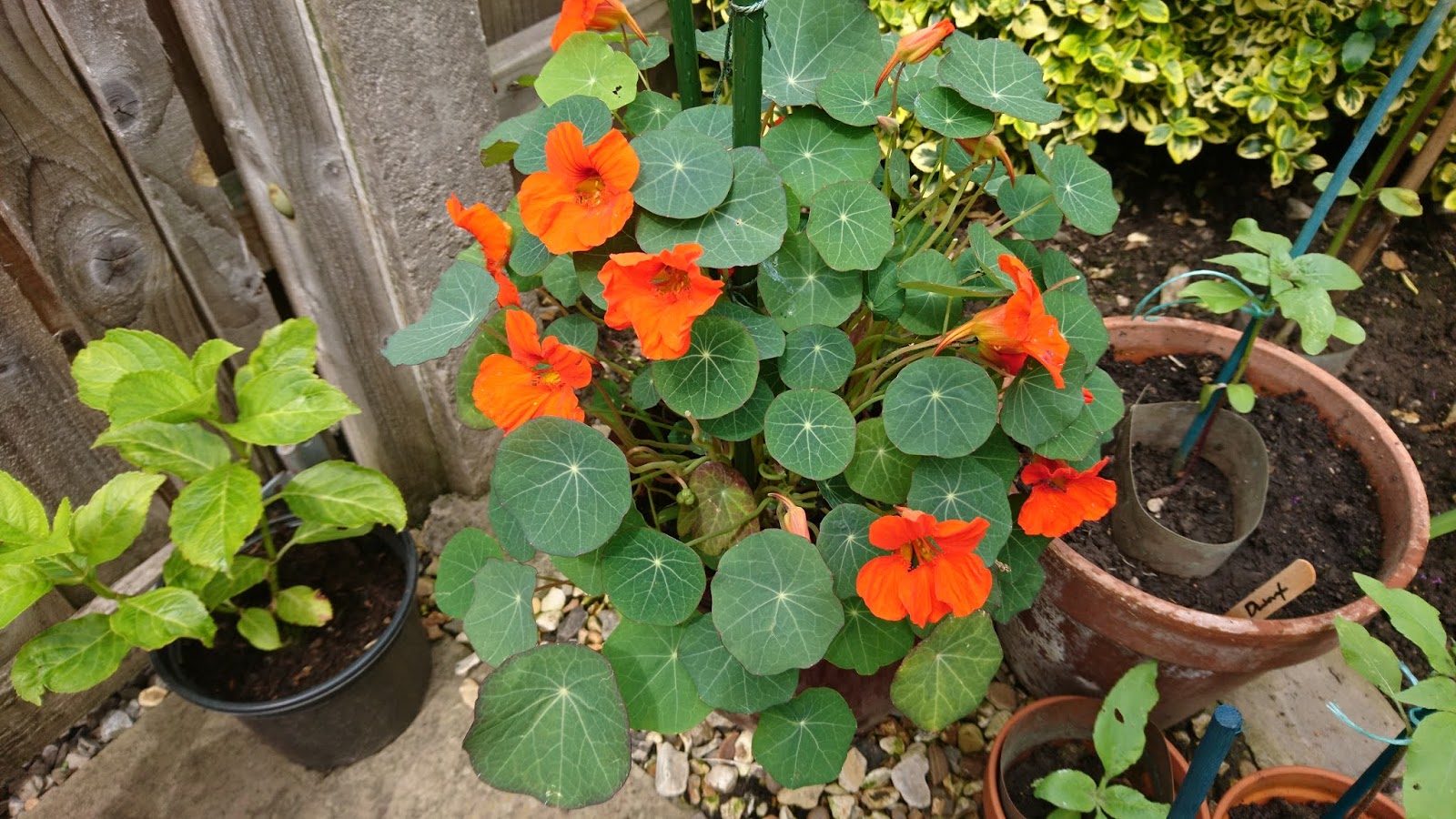 How to grow nasturtiums
