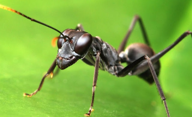 Mengambil Ibrah dari Semut Hitam, Tak Cuma Bergotong Royong, Tapi ini Fakta Unik Semut Mengambil Ibrah dari Semut Hitam, Tak Cuma Bergotong Royong, Tapi ini Fakta Unik Semut