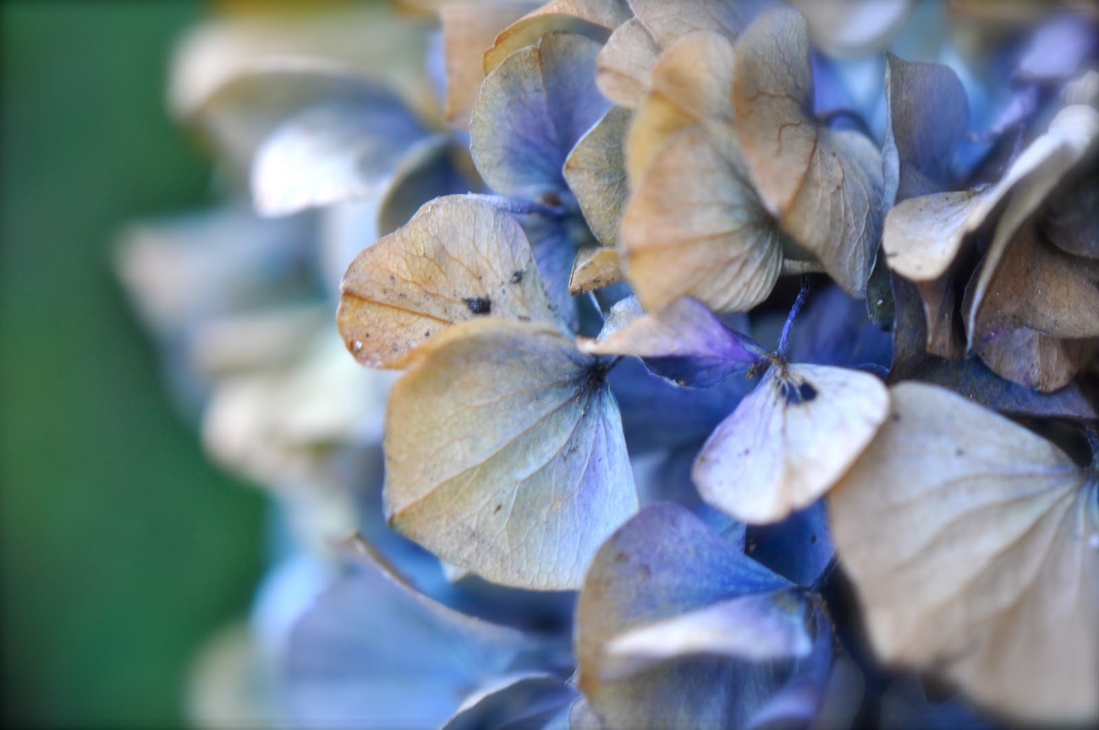 Patina Moon: The Autumn Hydrangea