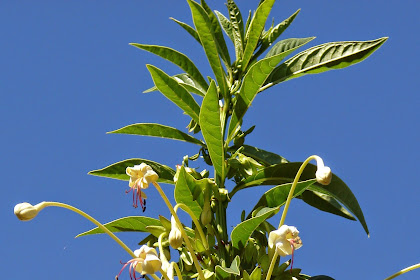 Manfaat Dam Khasiat Tanaman Genje (Clerodendron Indicum L O. Ktje.)
