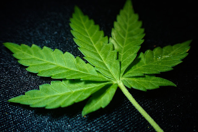 marijuana-3801012_1280.jpg