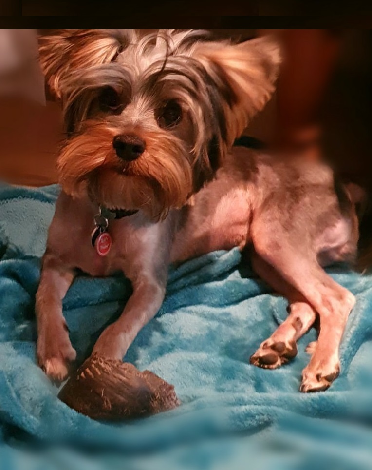 476 ALREADY ADOPTED! Gauteng, Centurion Angus Yorkie puppy needing