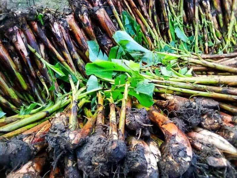 How to Start Plantain Farming Business in Nigeria and Maximize Profits