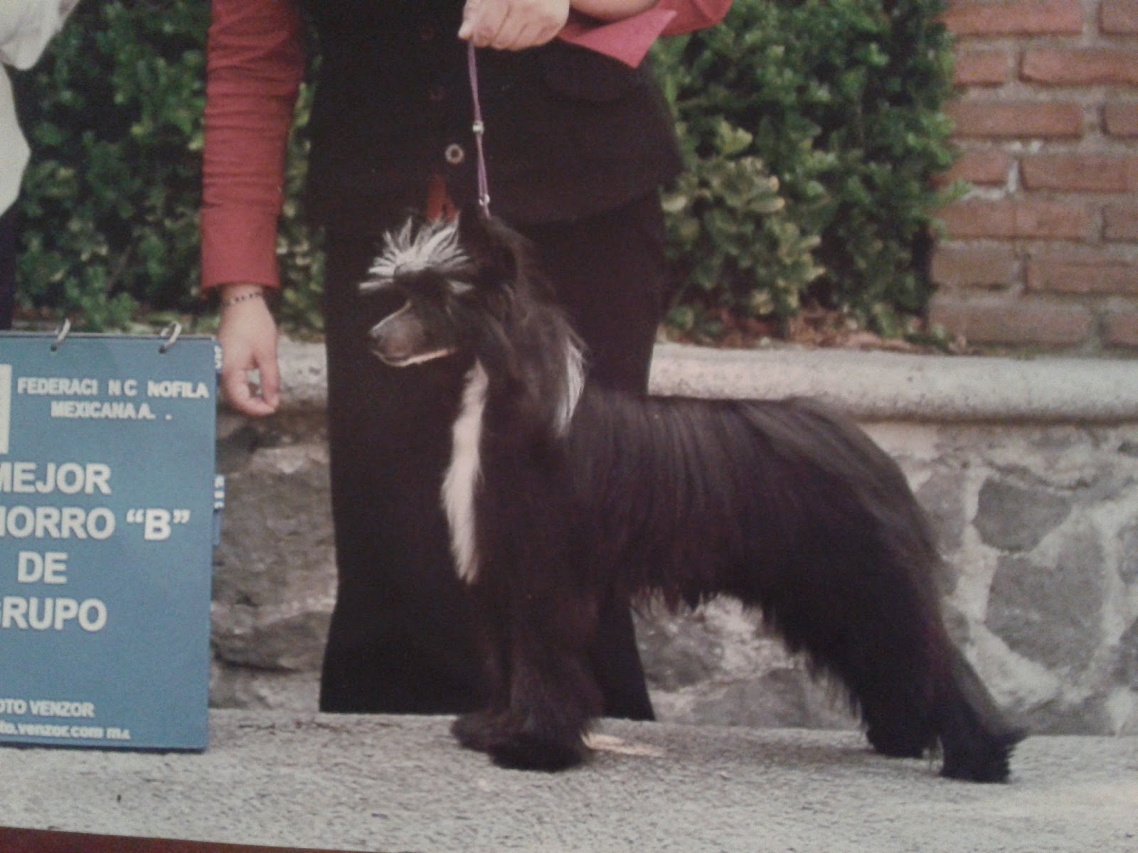 DEL SOLAR KENNEL SIRIUS BLACK CRESTADO CHINO POWDER PUFF