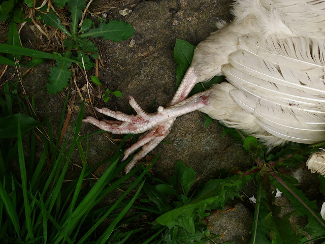 Headless chicken lying dead in the street with wonderful white feathers and feet.