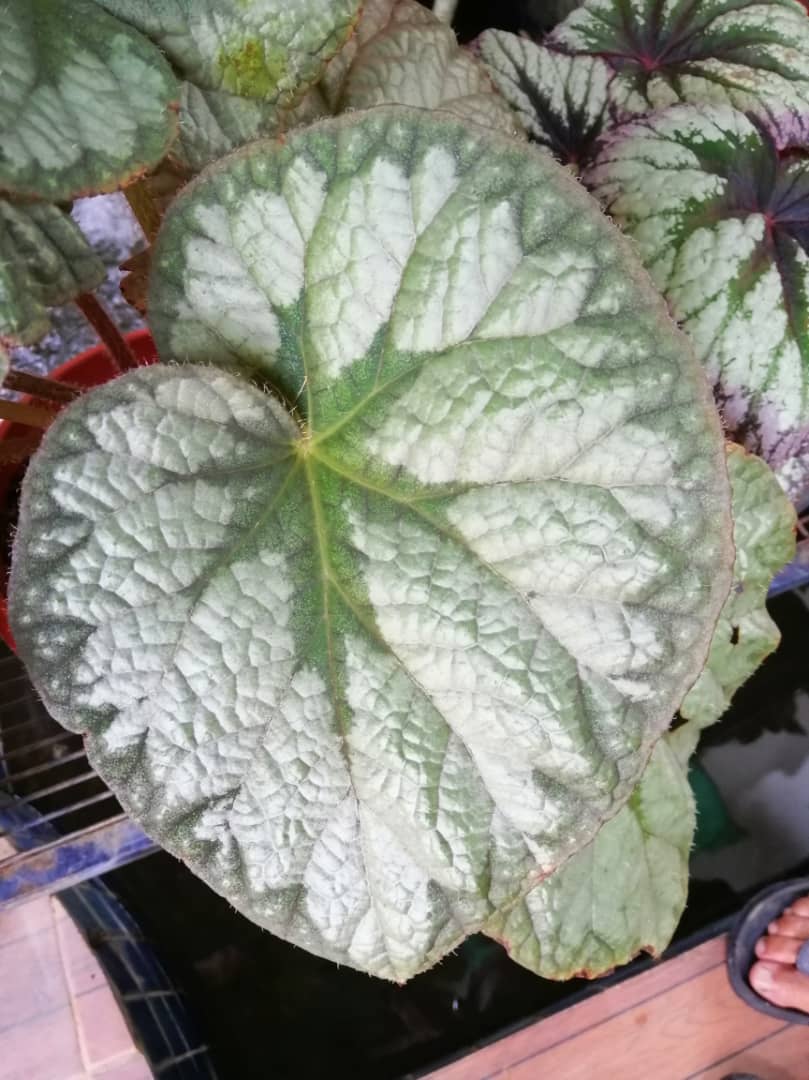 Leaves Begonias Silver Lacebeautiful Begonia Rex Stock Photo Edit Now 1405264232