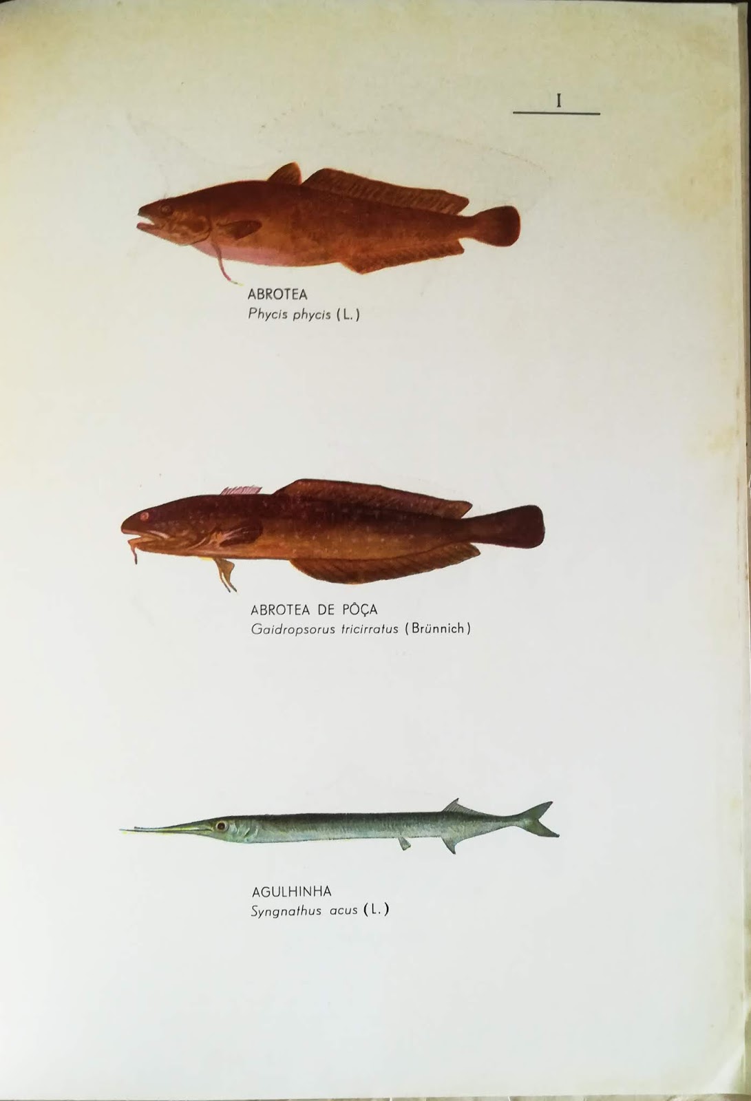 OS PEIXES DA MADEIRA - Adão A. Nunes
