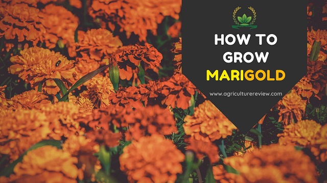 how to grow marigold