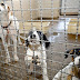 Brasil| Senado deve votar hoje pena de prisão para quem maltratar animais