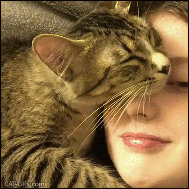 Cute Cat GIF • Sweet possessive cat loves to cuddle his Momma “Don't move, you're mine.“ Cute Cat GIF • Sweet possessive cat loves to cuddle his Momma “Don't move, you're mine.“