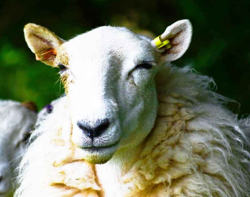 Koyunlarda Apse Hastalığı