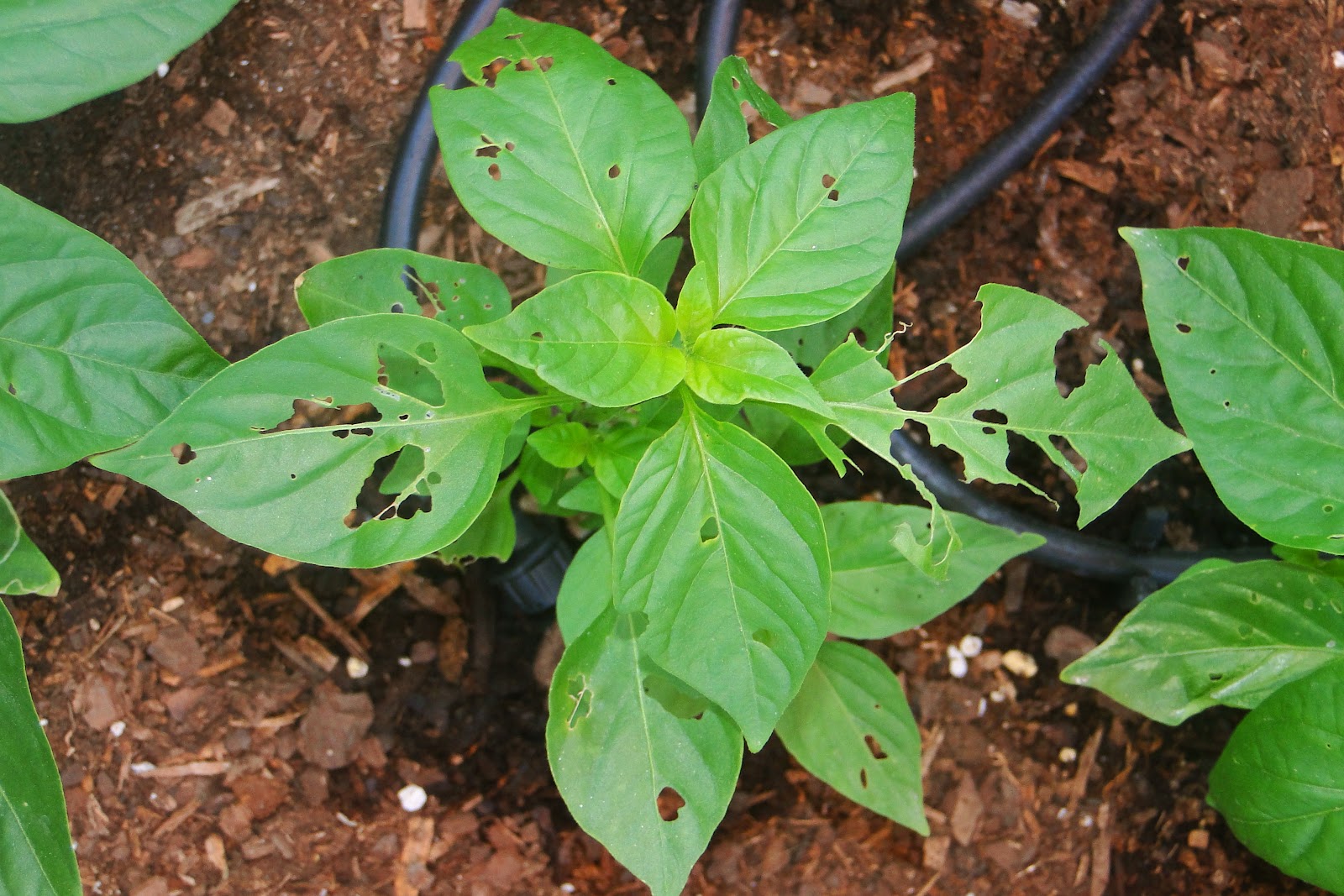 what bug is eating my plants