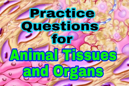 Practice questions collection for Animal Tissues and Organs, Bsc Ag Practice questions, Bsc Ag Entrance Practice Questions, animal tissue and organs Practice Questions, Topic-wise Practice Questions, topic= "animal tissue and organs practice questions"