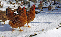space coop run flock expanding planning chickens range ready happy