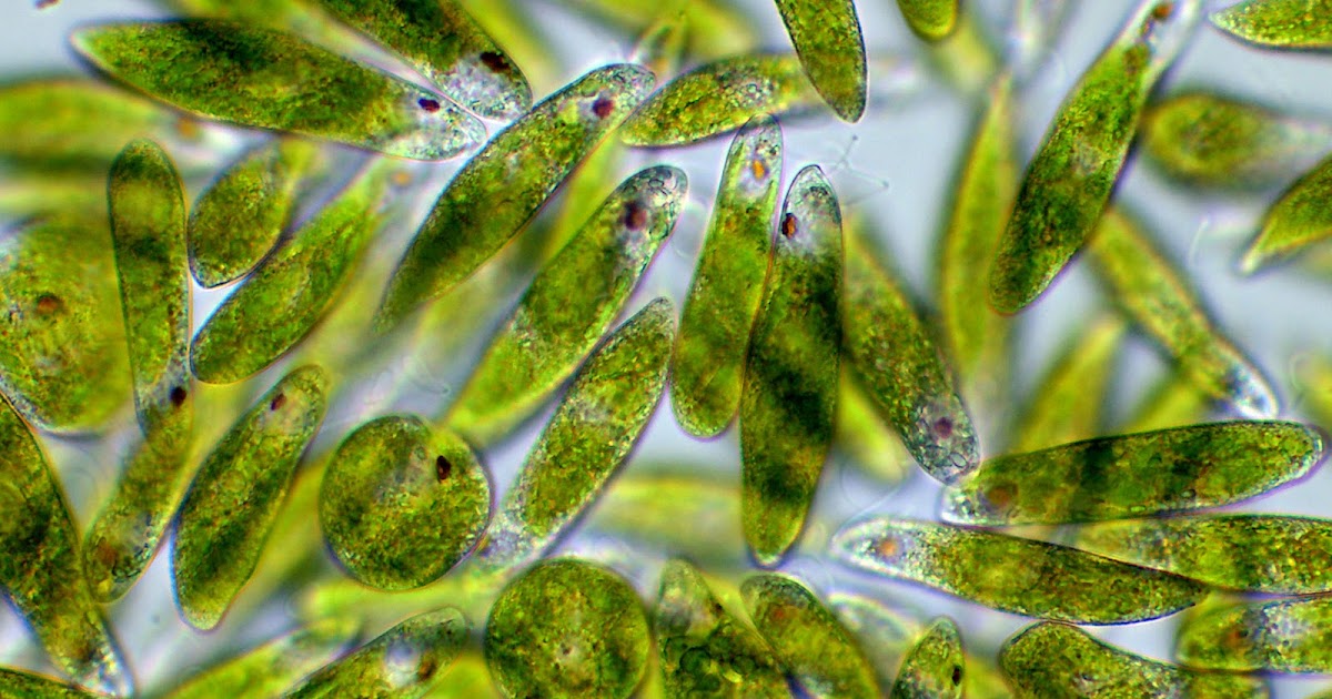 Motic Europe | Blog: Euglena - part plant, part animal
