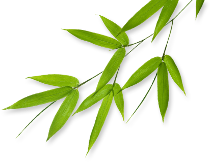 Bambus Blätter Bambustrnds