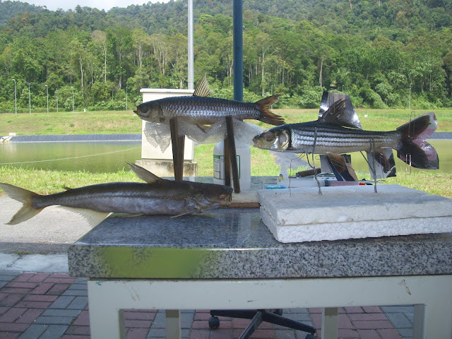 Taksidermi dan Pengawetan Kulit: Projek Taksidermi Ikan Di Freshwater