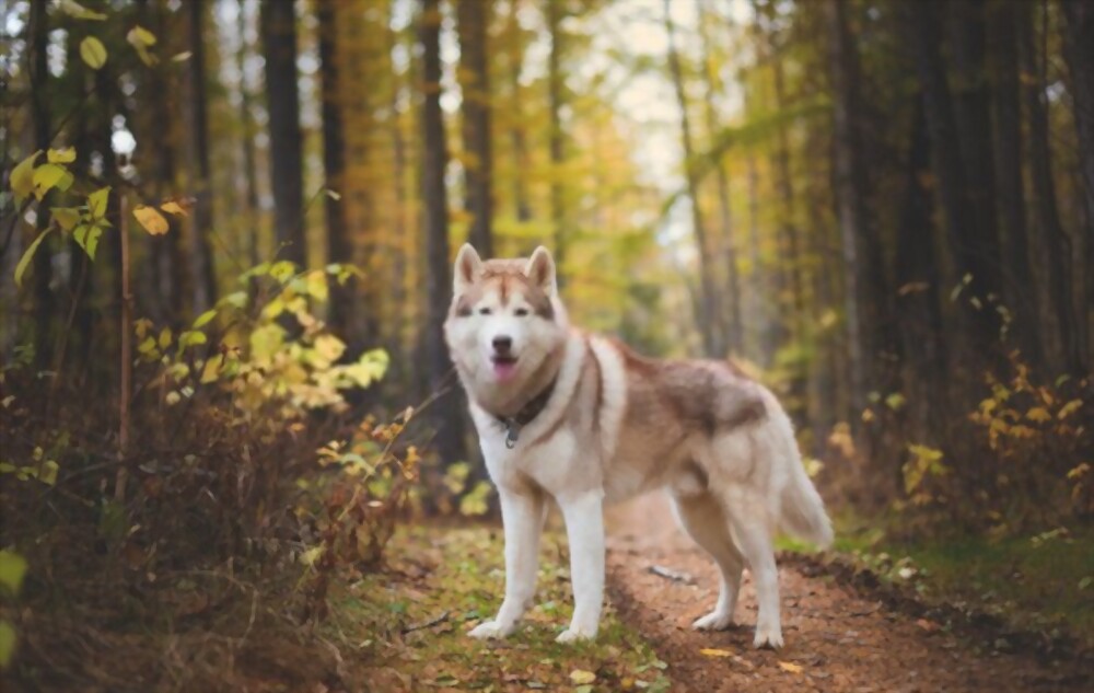 most handsome dog breeds