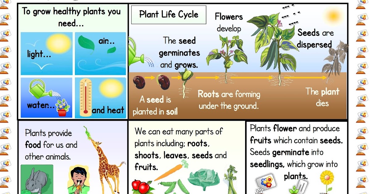 VILLALPANDO PRIMARY 2SCIENCE HOW DO PLANTS GROW?