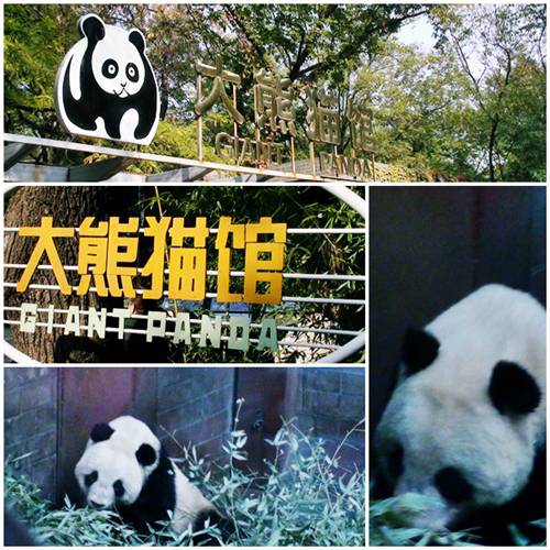 Beruang Panda - Giant Panda In Action - Beijing Zoo