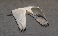 Sacred Ibis Birds In Flight Photography Cape Town with Canon EOS 7D Mark II  Copyright Vernon Chalmers