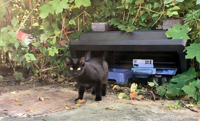 feeding stations for outdoor cats