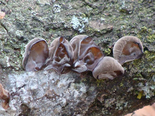 Auricularia auricula-judae DSC67520