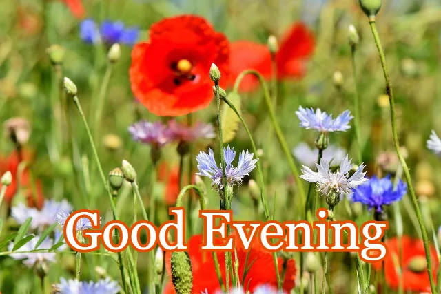 Good Evening Photo Good Evening Photo