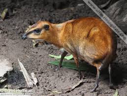 Chevrotain species