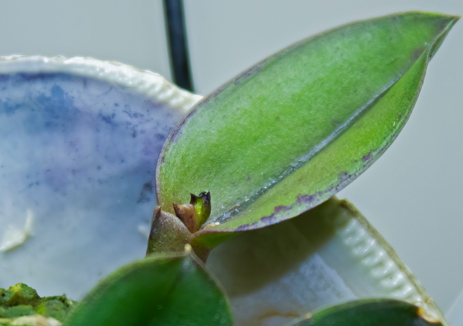 Maria's Orchids Flower buds on Sophronitis cernua