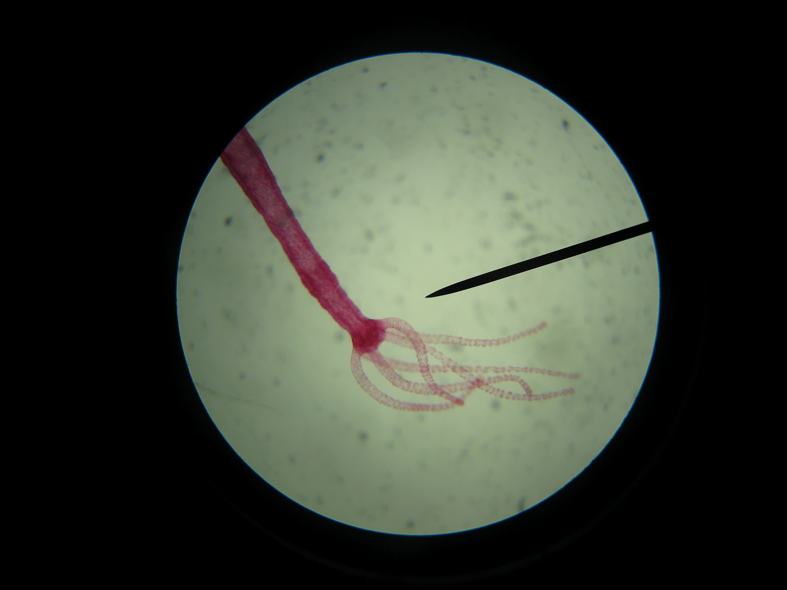 Pangea Arts and Sciences Specimens under a microscope