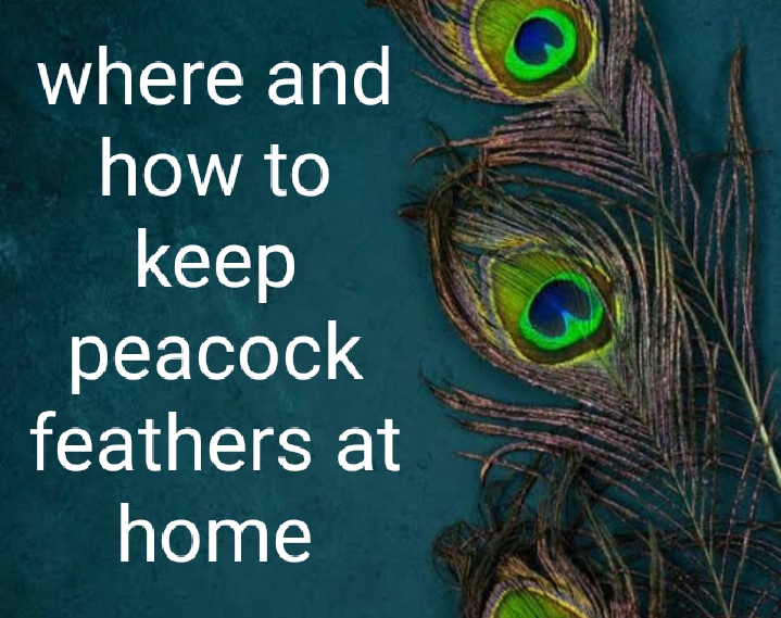 WHERE AND HOW TO KEEP PEACOCK FEATHERS AT HOME TO ATTRACT WEALTH AND