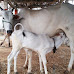 కర్ణాటకలో గోవధ నిషేధ బిల్లుకు ఆమోదం - Kanataka Govt banned cow slaughter