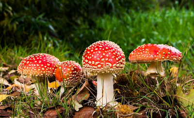 mushroom, death cap, phalloides, amantinaverna, muscharia, jenis jamur beracun, jamur kuping