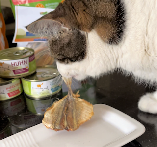 cat eating mackerel, cat treats, tabby cat eating fish