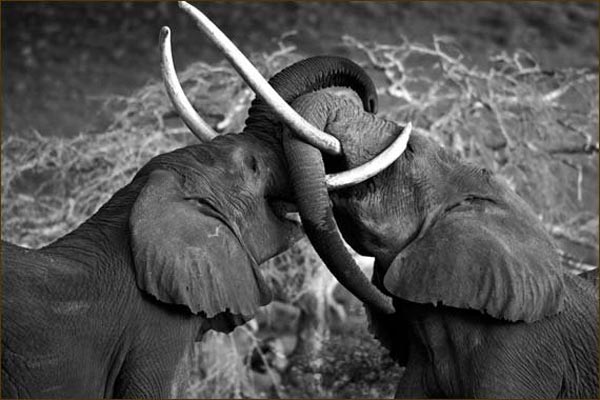 ANIMALS PLANET: Animals photo