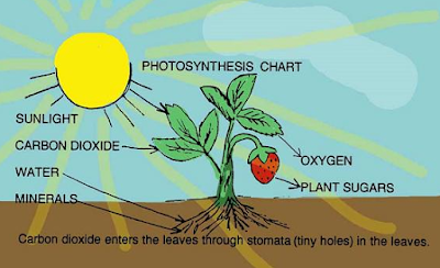 Proses Tumbuhan Hijau Menciptakan Makanan